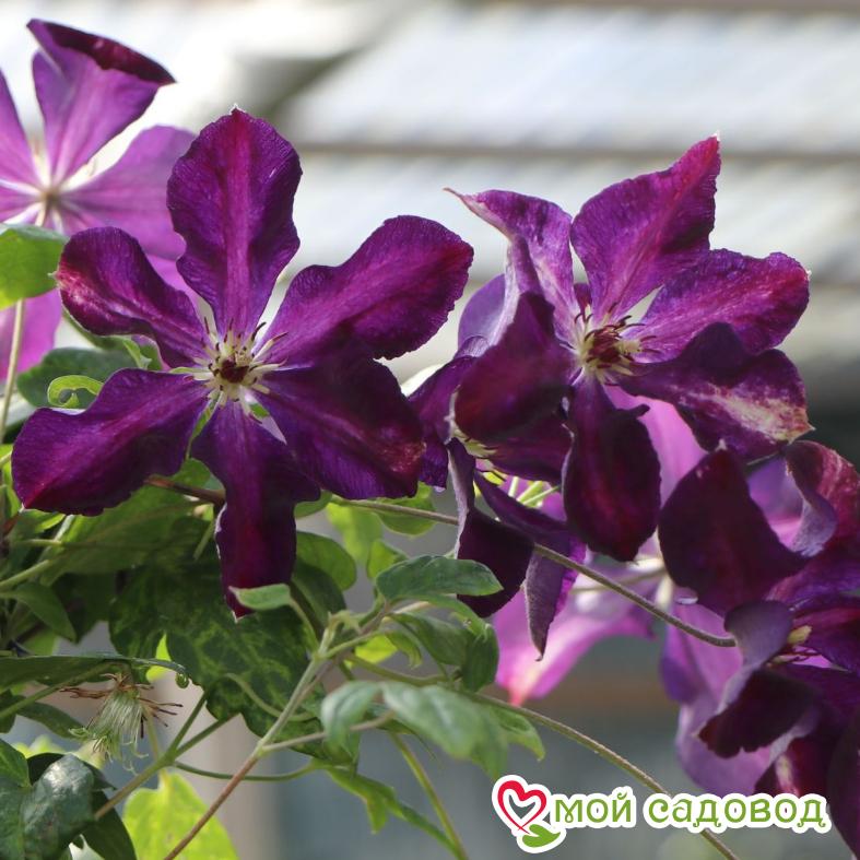 Клематисы Блю Белль ЗКС