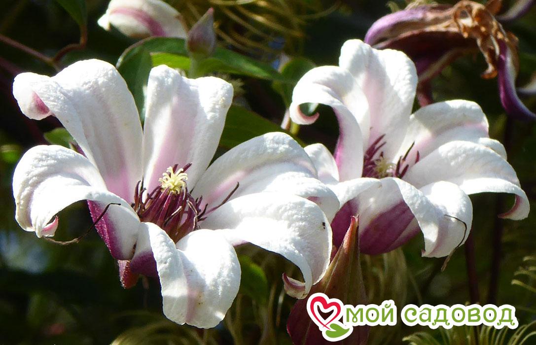 Клематис ПРИНЦЕССА КЕЙТ