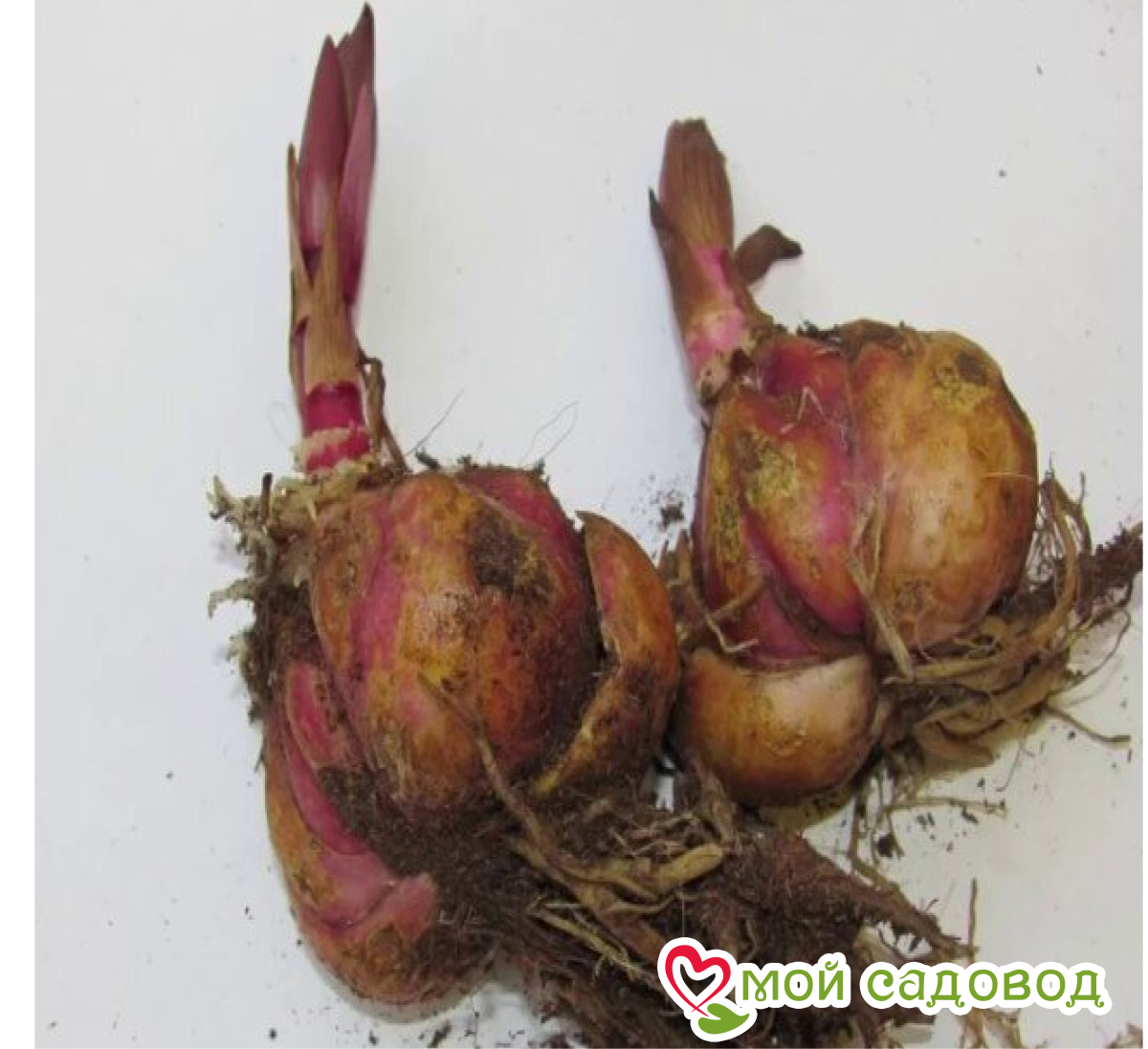 Лилия Санбим Сэренети