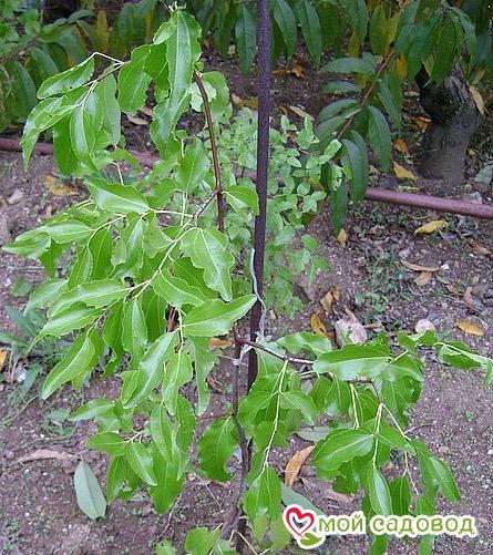 Зизифус Трайк